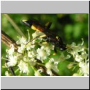 Ichneumon stramentor - Schlupfwespe w01b 14mm fdet02.jpg